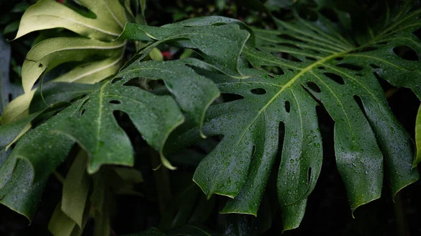 Yeşil desenli bitki yaprağı yağmur damlası canavarın üzerine düşüyor derin yeşil doğa arkaplanı