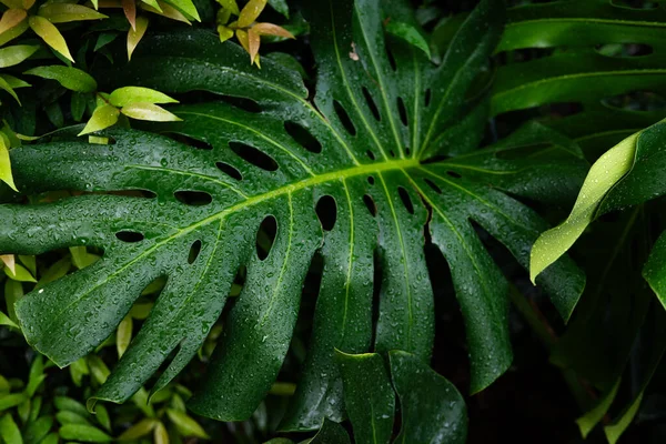 Yeşil desenli bitki yaprağı yağmur damlası canavarın üzerine düşüyor derin yeşil doğa arkaplanı