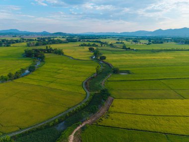 Gökyüzü manzaralı altın pirinç tarlası dağ manzaralı doğa manzarası