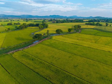 Gökyüzü manzaralı altın pirinç tarlası dağ manzaralı doğa manzarası