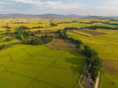 Gökyüzü manzaralı altın pirinç tarlası dağ manzaralı doğa manzarası