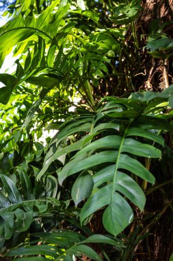 Yeşil büyük canavar bitki yaprağı açık hava plantasyonu güneş ışığı doğa arka planı