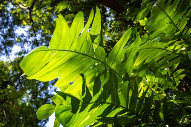 Yeşil büyük canavar bitki yaprağı açık hava plantasyonu güneş ışığı doğa arka planı
