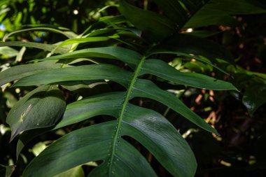 Yeşil büyük canavar bitki yaprağı açık hava plantasyonu güneş ışığı doğa arka planı