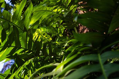 Yeşil büyük canavar bitki yaprağı açık hava plantasyonu güneş ışığı doğa arka planı