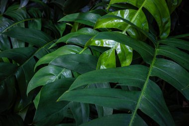 Yeşil büyük canavar bitki yaprağı açık hava plantasyonu güneş ışığı doğa arka planı