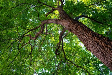 Dev yeşil yaprak gökyüzüne kadar uzanan büyük ağaç dalı güneş ışığı arka planı