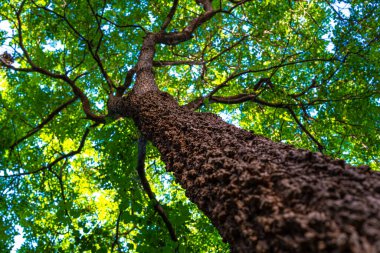 Dev yeşil yaprak gökyüzüne kadar uzanan büyük ağaç dalı güneş ışığı arka planı