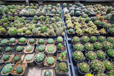 Açık hava botanik kaktüs çiftliği doğa endüstrisi.