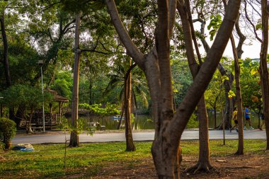 Yeşil Ağaç Ormanı Yolu. Şehir parkı doğa manzarası.