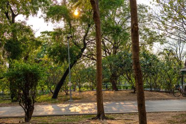 Yeşil Ağaç Ormanı Yolu. Şehir parkı doğa manzarası.