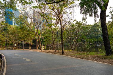 Yeşil Ağaç Ormanı Yolu. Şehir parkı doğa manzarası.