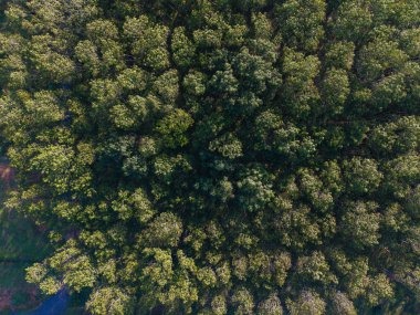 Hava görüntüsü tropikal yeşil ağaç yaprağı dokusu doğa arkaplanı