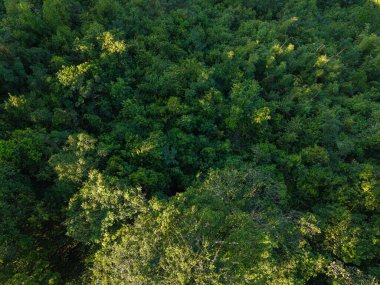Hava görüntüsü tropikal yeşil ağaç yaprağı dokusu doğa arkaplanı
