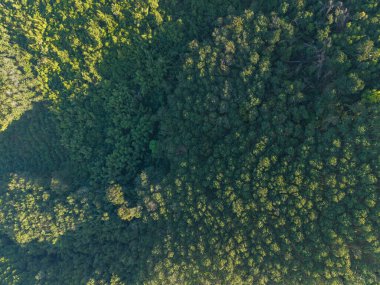 Hava görüntüsü tropikal yeşil ağaç yaprağı dokusu doğa arkaplanı