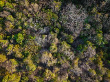 Adanın arka planında çeşitli ağaç yaprağı tropikal yağmur ormanları var.