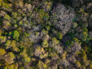 Adanın arka planında çeşitli ağaç yaprağı tropikal yağmur ormanları var.