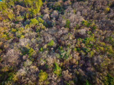 Adanın arka planında çeşitli ağaç yaprağı tropikal yağmur ormanları var.