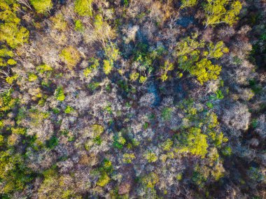 Adanın arka planında çeşitli ağaç yaprağı tropikal yağmur ormanları var.