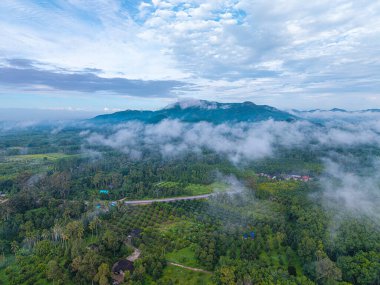 Sisi olan tropikal yeşil ağaç ormanı çeşitli ağaç yaprağı dokusu tabiat manzarası hava manzarası
