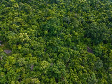 Sisi olan tropikal yeşil ağaç ormanı çeşitli ağaç yaprağı dokusu tabiat manzarası hava manzarası