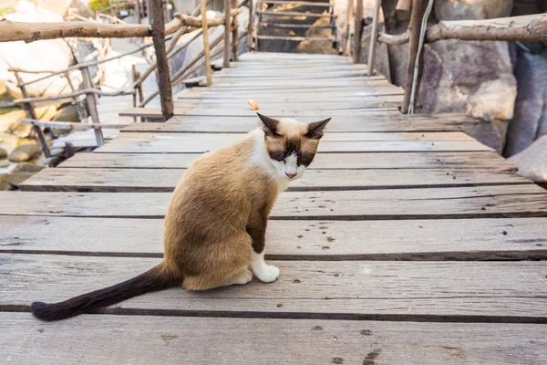 Thai Brown Cat Sentado no caminho de madeira — Fotografia de Stock