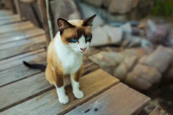 木製の経路に座っているタイ ブラウン猫 — ストック写真