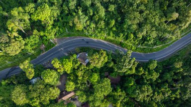 Tropikal yağmur ormanlarındaki asfalt kırsal yol yeşil ağaç doğa taşımacılığı arka plan görüntüsü