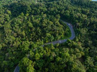 Tropikal yağmur ormanlarındaki asfalt kırsal yol yeşil ağaç doğa taşımacılığı arka plan görüntüsü