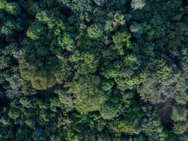 Dağ manzarası üzerinde hava manzarası çeşitliliği yeşil ağaç tropikal yağmur ormanları