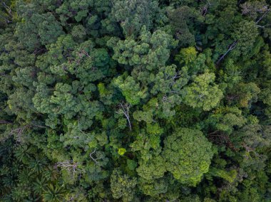 Dağ manzarası üzerinde hava manzarası çeşitliliği yeşil ağaç tropikal yağmur ormanları