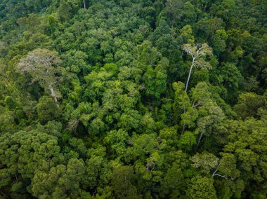 Dağ manzarası üzerinde hava manzarası çeşitliliği yeşil ağaç tropikal yağmur ormanları