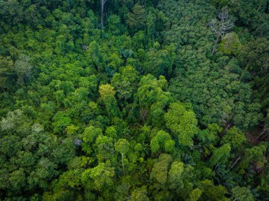 Dağ manzarası üzerinde hava manzarası çeşitliliği yeşil ağaç tropikal yağmur ormanları
