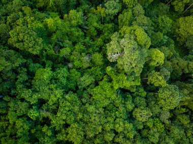 Dağ manzarası üzerinde hava manzarası çeşitliliği yeşil ağaç tropikal yağmur ormanları