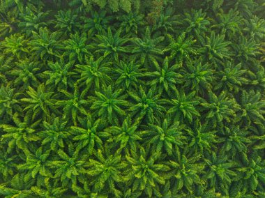 Gökyüzü manzaralı yeşil palmiye ağacı tropikal orman palmiye yağı gıda endüstrisi