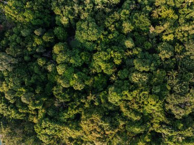 Tropikal yeşil ağaç ormanı arka planda birçok orman çeşidi hava manzaralı doğa manzarası