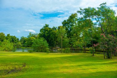 Şehir parkında ağaç ormanı olan yeşil çayır çimen. Gün batımı doğal ışık ve manzara.