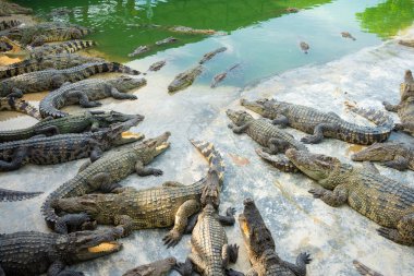 Bir grup timsah, çiftlik hayvanları endüstrisinde rahatça yatıyor.