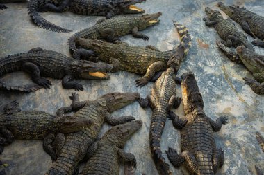 Bir grup timsah, çiftlik hayvanları endüstrisinde rahatça yatıyor.