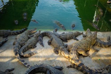 Bir grup timsah, çiftlik hayvanları endüstrisinde rahatça yatıyor.