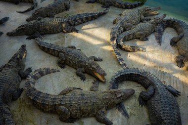 Bir grup timsah, çiftlik hayvanları endüstrisinde rahatça yatıyor.
