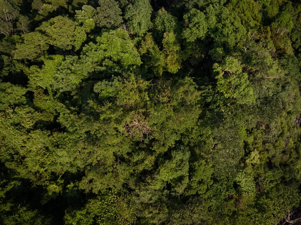 Tropikal yeşil ağaç ormanı arka planda birçok orman çeşidi hava manzaralı doğa manzarası