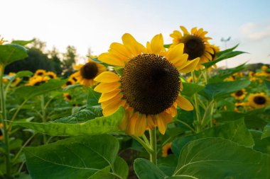 Yeşil şehirde ayçiçeği yaz bitkisi halk parkında gün batımı gökyüzü bulutlu doğa manzarası