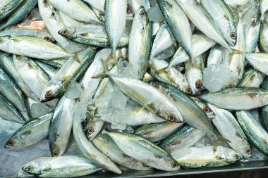 Taze ton balığı çeşitleri geleneksel balıkçılık yerel Asya pazarında Tayland 'da satılıyor.