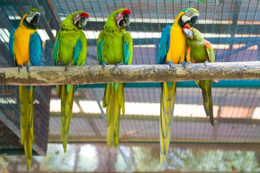 Satır güzel Amerika papağanı papağan