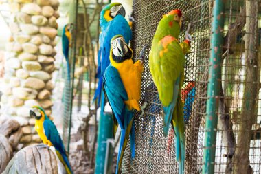 papağan kuş kafesi üzerinde oturan