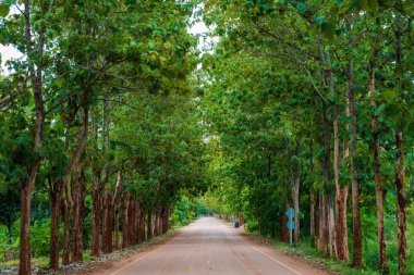 Tik ormanları yeşil çevre ile kırsal yolda bırakır
