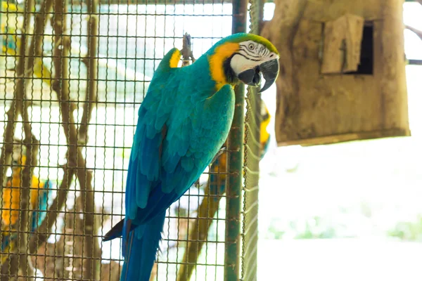 Parrot bird sitting on the cage — Stock Photo, Image