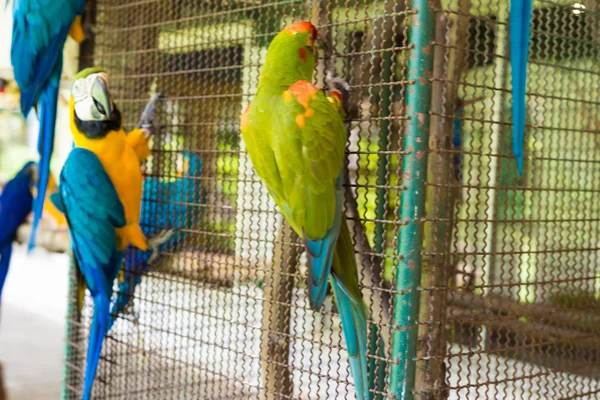 Papuga ptak siedzący na klatce — Zdjęcie stockowe