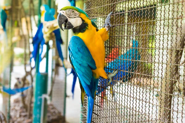 Papuga ptak siedzący na klatce — Zdjęcie stockowe